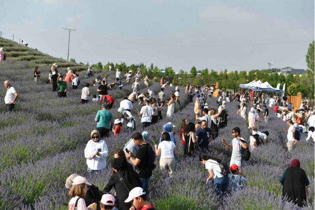 ATA ÇİFTLİĞİ LAVANTA HASAT ŞENLİĞİYLE HAYAT BULDU