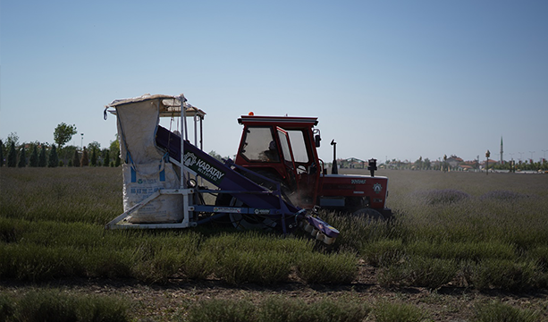TÜRKİYE’NİN EN BÜYÜK LAVANTA BAHÇESİ’NDE HASAT ZAMANI
